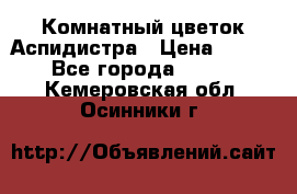 Комнатный цветок Аспидистра › Цена ­ 150 - Все города  »    . Кемеровская обл.,Осинники г.